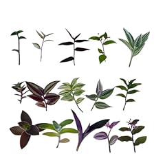 Foliagems root plant for sale  Delivered anywhere in USA 