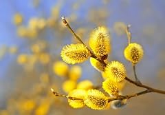 Gold pussy willow for sale  Delivered anywhere in USA 