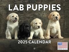 Labrador puppy calendar for sale  Delivered anywhere in USA 