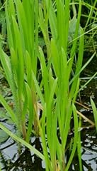 Piante galleggianti forte usato  Spedito ovunque in Italia 