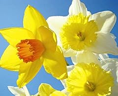 20kg mix daffodil for sale  Delivered anywhere in UK