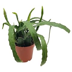 Fangblatt epiphyllum red gebraucht kaufen  Wird an jeden Ort in Deutschland