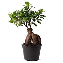 American plant ficus for sale  Delivered anywhere in USA 