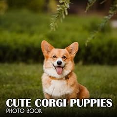 Cute corgi puppies for sale  Delivered anywhere in UK