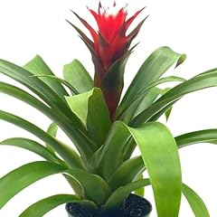 Bubbleblooms red bromeliad for sale  Delivered anywhere in USA 