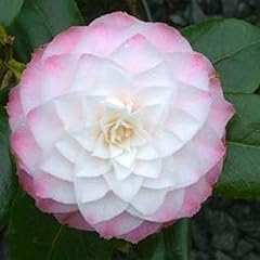 White camellia japonica for sale  Delivered anywhere in UK
