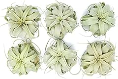 Pack large xerographica for sale  Delivered anywhere in USA 