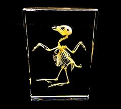 Real bird skeleton for sale  Delivered anywhere in USA 