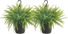 Costa farms ferns for sale  Delivered anywhere in USA 