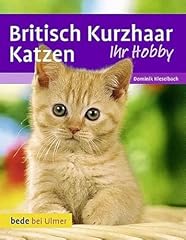 Britisch kurzhaar katzen gebraucht kaufen  Wird an jeden Ort in Deutschland