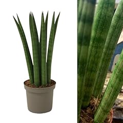 Sansevieria cylindrica straigh for sale  Delivered anywhere in UK