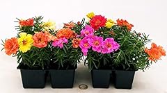 Powers flowers portulaca usato  Spedito ovunque in Italia 