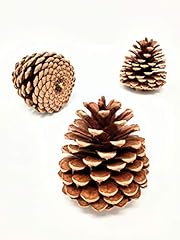 Unscented pine cones for sale  Delivered anywhere in USA 