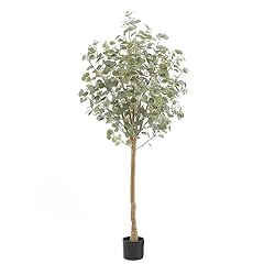 Nafresh tall eucalyptus for sale  Delivered anywhere in USA 