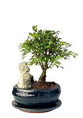 Bonsai keramik blumentopf gebraucht kaufen  Wird an jeden Ort in Deutschland