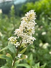 Ligustro comune ligustrum usato  Spedito ovunque in Italia 
