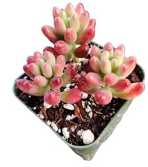 Uskc live succulent for sale  Delivered anywhere in USA 