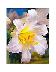 Julia garden xextra for sale  Delivered anywhere in UK