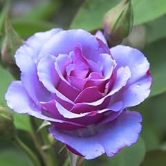 Rose bush live for sale  Delivered anywhere in USA 