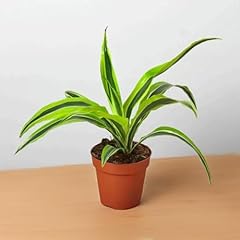Growing plants dracaena for sale  Delivered anywhere in USA 