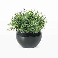 Velener fake sage for sale  Delivered anywhere in USA 