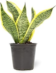 Altman plants live for sale  Delivered anywhere in USA 