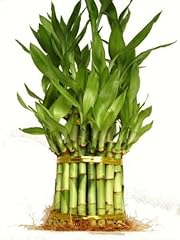 Tier lucky bamboo for sale  Delivered anywhere in USA 