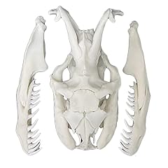 Generic snake skull for sale  Delivered anywhere in UK