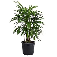 American plant lady for sale  Delivered anywhere in USA 