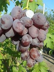 Uva tavola viola usato  Spedito ovunque in Italia 