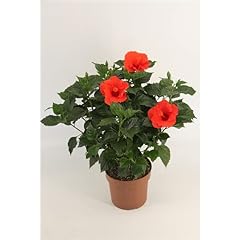 Hibiscus plant sunny for sale  Delivered anywhere in UK