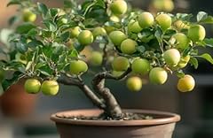 Crab apple bonsai for sale  Delivered anywhere in USA 