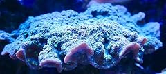 Coralslover live saltwater for sale  Delivered anywhere in USA 