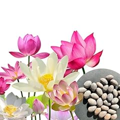Pièces premium lotus d'occasion  Livré partout en France