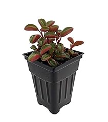 Ruby glow peperomia for sale  Delivered anywhere in USA 