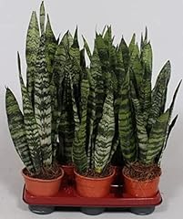 Sansevieria trifasciata black for sale  Delivered anywhere in UK