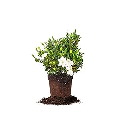 Perfect plants kliem for sale  Delivered anywhere in USA 