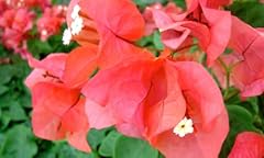 Bougainvillea orange sundown for sale  Delivered anywhere in UK