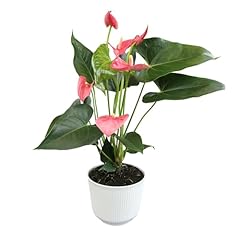 Pink anthurium live for sale  Delivered anywhere in USA 