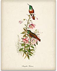 Two hummingbirds illustration for sale  Delivered anywhere in USA 