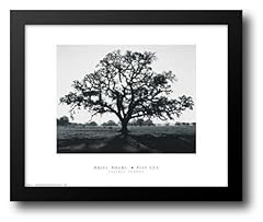 Oak tree sunrise for sale  Delivered anywhere in USA 