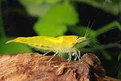 Aquatics live shrimp for sale  Delivered anywhere in UK