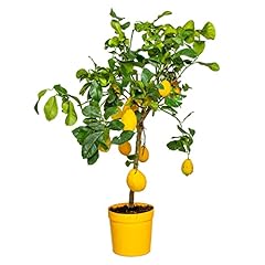 Citrus limon citronnier d'occasion  Livré partout en France