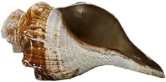 Huge bahama conch for sale  Delivered anywhere in USA 