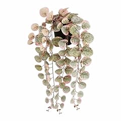 Mica decorations plante d'occasion  Livré partout en France