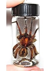 Bicbugs wet specimen for sale  Delivered anywhere in USA 
