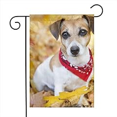 Jack russell terrier for sale  Delivered anywhere in USA 