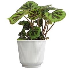 Begonia masoniana rock for sale  Delivered anywhere in USA 