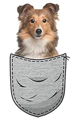 Sheltie shetland sheepdog for sale  Delivered anywhere in UK