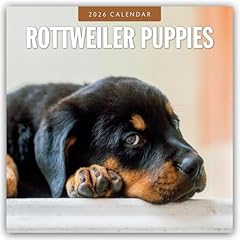Rottweiler puppies rottweiler gebraucht kaufen  Wird an jeden Ort in Deutschland